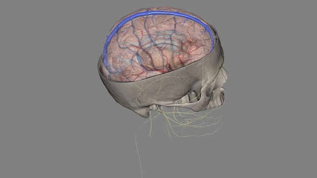 De bovenste sagittale sinus in het menselijk hoofd is een ongepaard gebied langs de aangrenzende rand van de falx cerebri