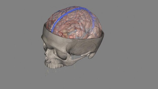 Foto de bovenste sagittale sinus in het menselijk hoofd is een ongepaard gebied langs de aangrenzende rand van de falx cerebri