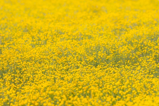 De Brass Buttons Cotula coronopifolia plant bloeien in de lente Gele wilde bloemen bloeien in de weide