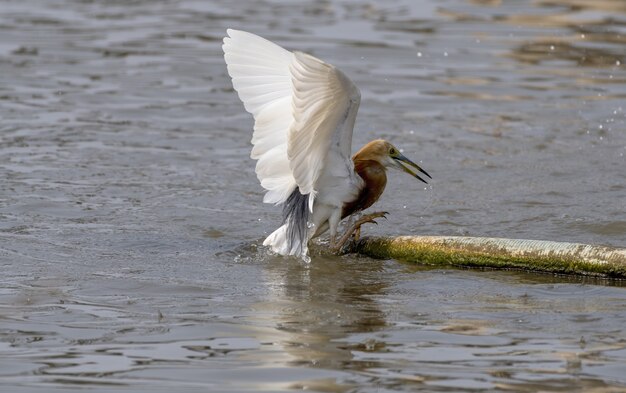 De broedende volwassen Javaanse vijverreiger landt en klappert met zijn vleugels