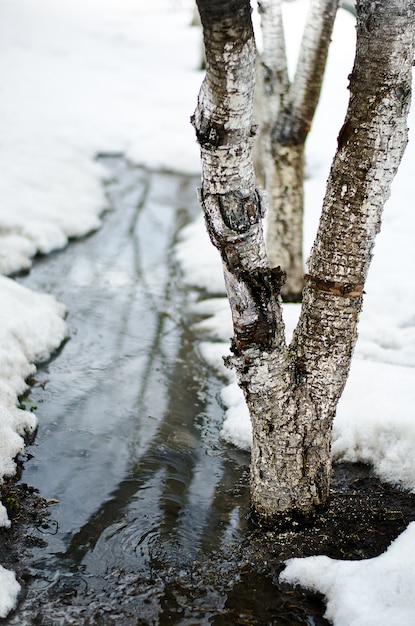 De bronstroom van de rivier stroomt rond een jonge boom door de sneeuw in de winter