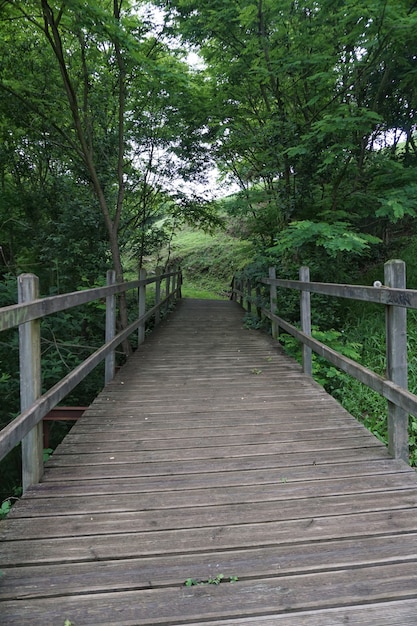 De brug in het bos