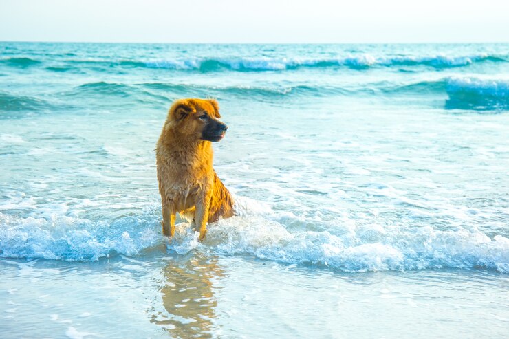 De bruine hond zit op het strand bij zonsondergang