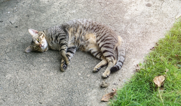 De bruine kat bepaalt op de vloer dichtbij gras in het park.