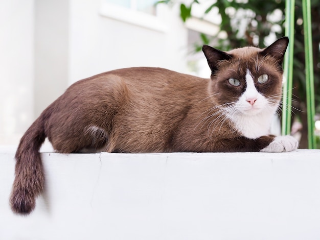 De bruine kat slaapt en staart op witte muur van ziekte, Kat ziek van ziekte.