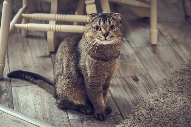 De bruine kat zit in de woonkamer Schotse vouwkat zit bij de eettafel