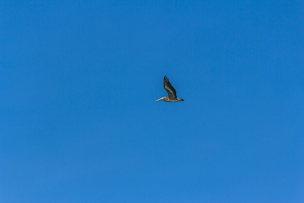 De bruine pelikaan vliegt in de wolkenloze blauwe lucht