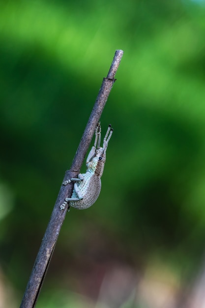 De bruine weevil op de tak.