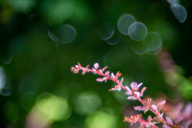 De brunch van de doornplant op bellenbokeh