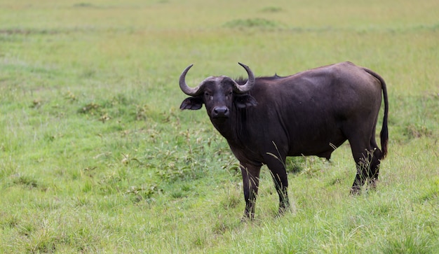 De buffel staat midden in de wei in het graslandschap