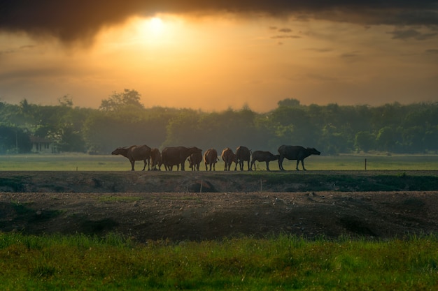 De buffels liepen 's avonds in vorm terug.