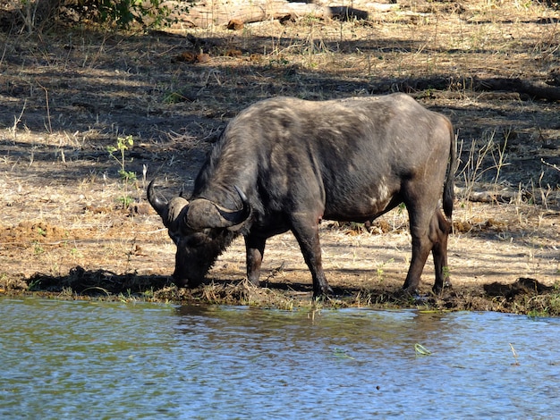 De buffels op de kust van Zambezi rivier, Botswana, Afrika