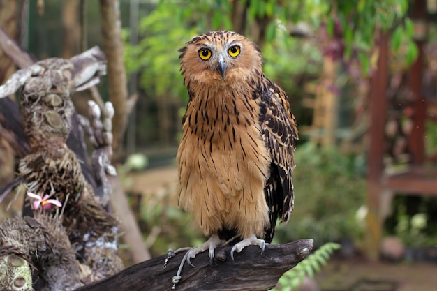 De buffy fish owl of maleisische visuil is inheems in zuidoost-azië