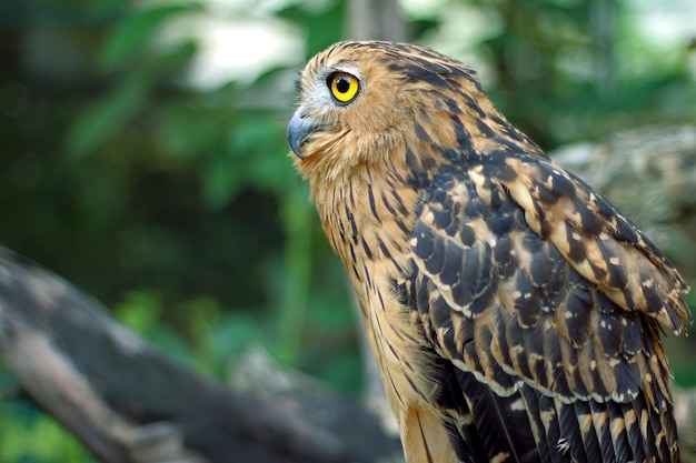 Foto de buffy fish owl of maleisische visuil is inheems in zuidoost-azië