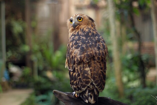 Foto de buffy fish owl of maleisische visuil is inheems in zuidoost-azië