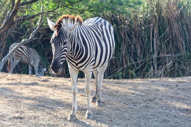 De burchell-zebra in boerderij in thailand