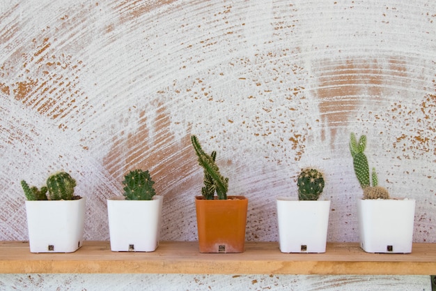 Foto de cactus eenvoudige installatie in bloempot verfraait thuis op plank