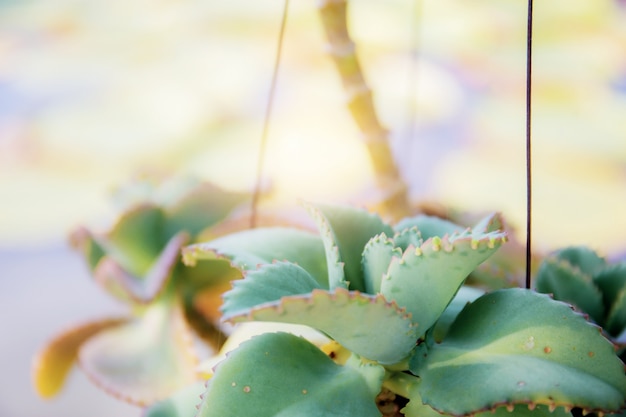 De cactus op pot hangt met zonlicht.