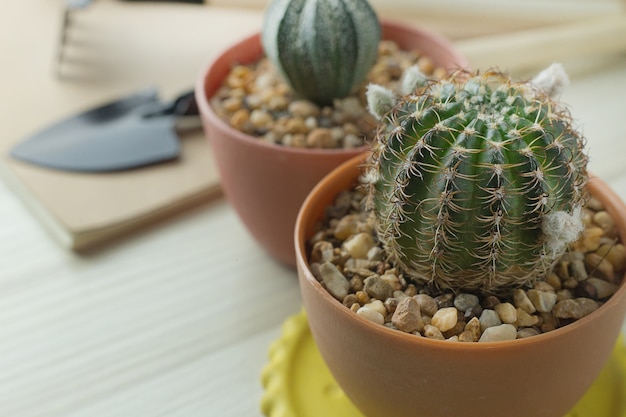 De cactus op witte houten tafel