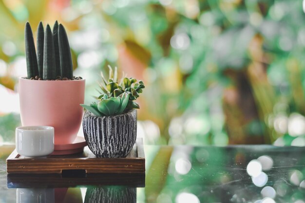 Foto de cactus staat op een houten tafel boven het restaurant als achtergrond