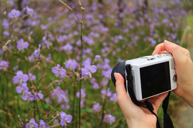 Foto de camera van de de handholding van het wijfje voor het nemen van beeld van purpere murdannia-bloemen die op het gebied bloeien