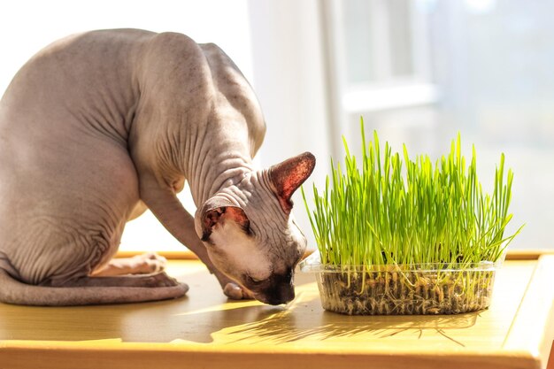 De Canadese sphynxkat eet gekiemd tarwegras voor dieren