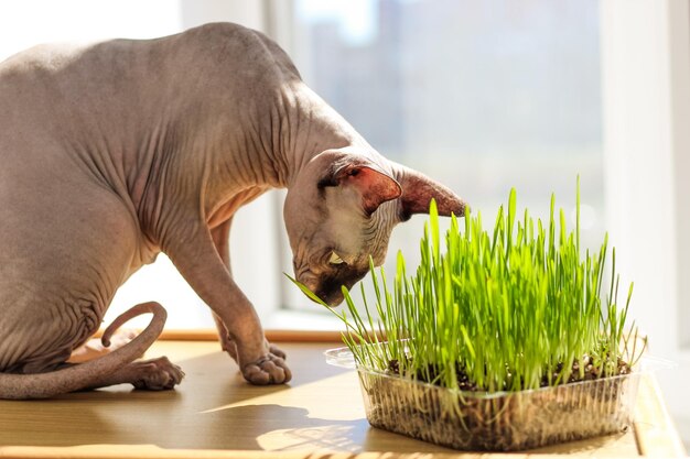 De Canadese sphynxkat eet gekiemd tarwegras voor dieren