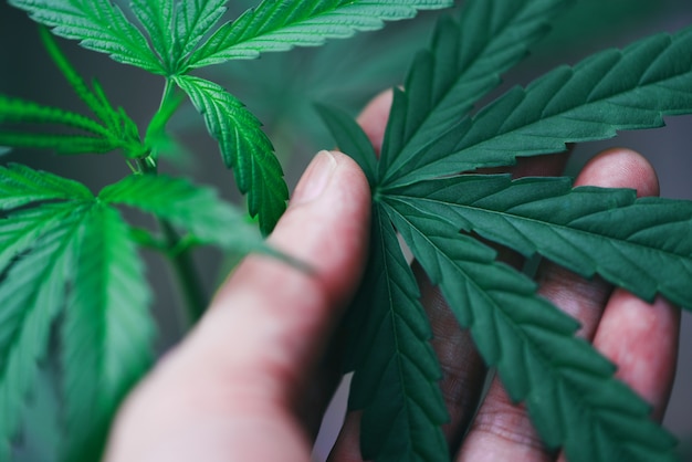 De cannabis verlaat marihuanainstallatie in hand / Hennepblad voor de natuurlijke selectieve nadruk van de uittreksel medische gezondheidszorg