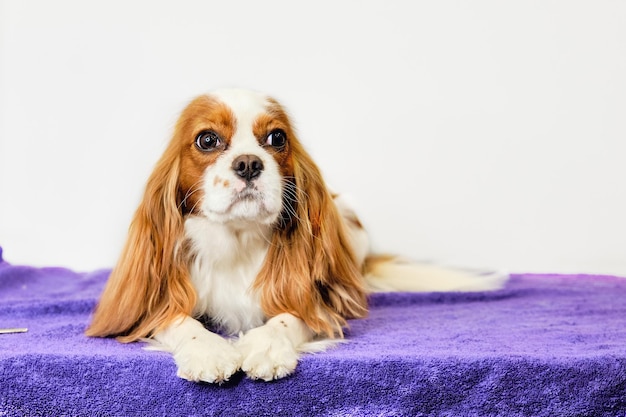 De cavalier Charles King Spaniel-hond liegt en kijkt naar de camera op een witte achtergrond