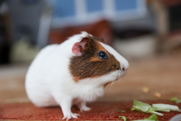 De cavia eet voedsel