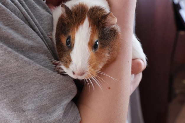 De cavia in de armen van het meisje