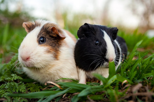 De cavia is een knaagdiersoort die behoort tot het geslacht Cavia