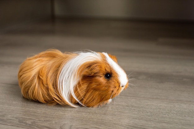 De cavia zit op de grond