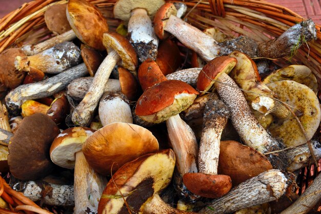 De champignonplukker verzamelde een volle mand. Een goede oogst van heerlijke paddenstoelen.