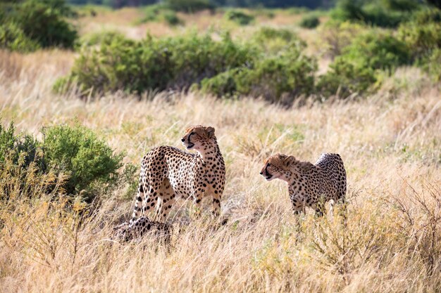 De cheeta's eten midden in het gras