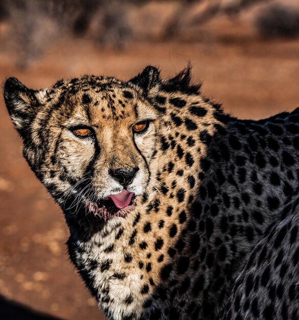 De cheetah in Namibië