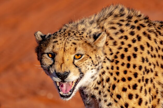 Foto de cheetah in namibië