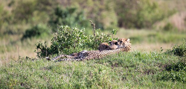 De cheetahmoeder met twee kinderen in de Keniaanse savanne