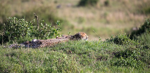 De cheetahmoeder met twee kinderen in de Keniaanse savanne