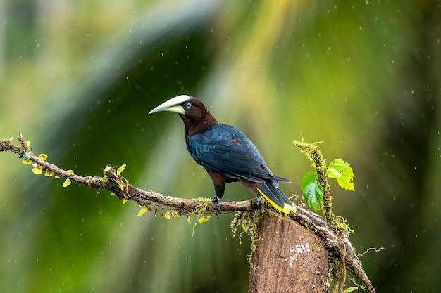 De chestnutheaded oropendola is een New World tropische ichterid vogel De wetenschappelijke naam van de soort herdenkt Johann Georg Wagler die de oropendola geslacht Psarocolius stichtte