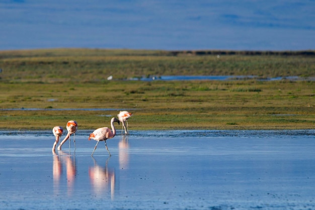 De Chileense flamingo of zuidelijke flamingo is een vogel uit de familie phoenicopteridae