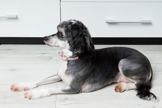 De chinese kuifhond legt op de vloer