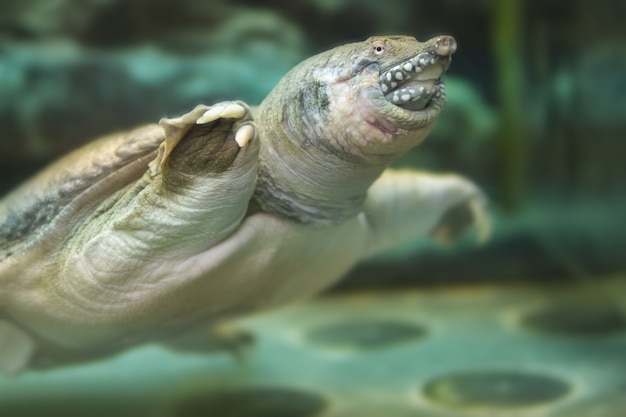 De Chinese schildpad zwemt in het aquarium