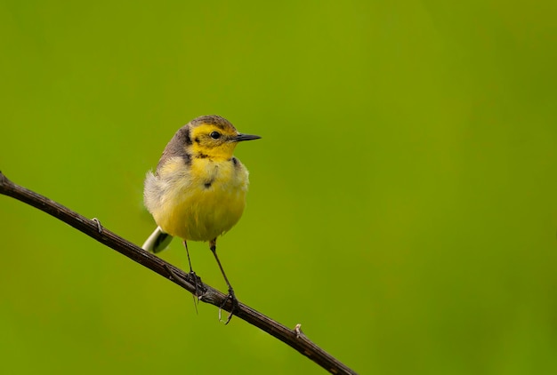 De citrien kwikstaart Motacilla citreola is een kleine zangvogel in de familie Motacillidae