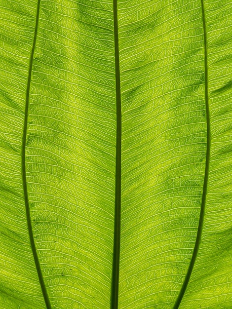 De close-up afbeelding van de Echinodorus cordifolius voor achtergrond