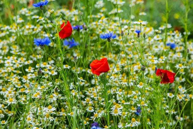 De close-up bekijkt madeliefjes en papavers in de zomerweide