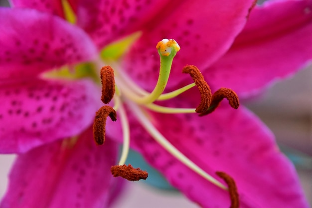 De close-up bloeiende roze lelie met het stuifmeel