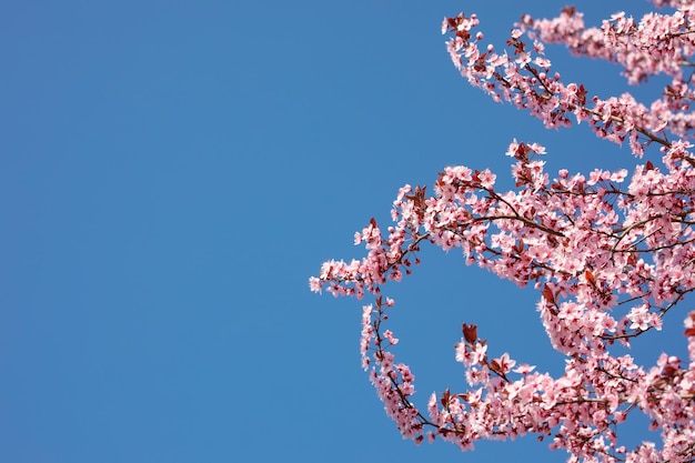 De close-up bovenop de roze boom van de kersenbloesem in de lente bloeit zonnige blauwe hemelachtergrond. Lente