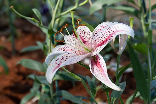 De close-up mooie roze tijger bloeit lilly