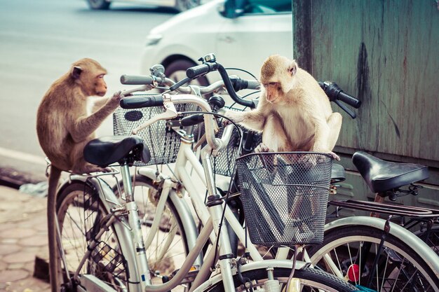 De close-up van apen zit op de fiets.